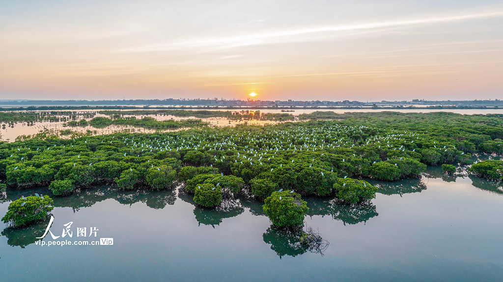 海南?？冢汉Ｄ闲掠t樹林濕地公園越冬候鳥蹁躚起舞
