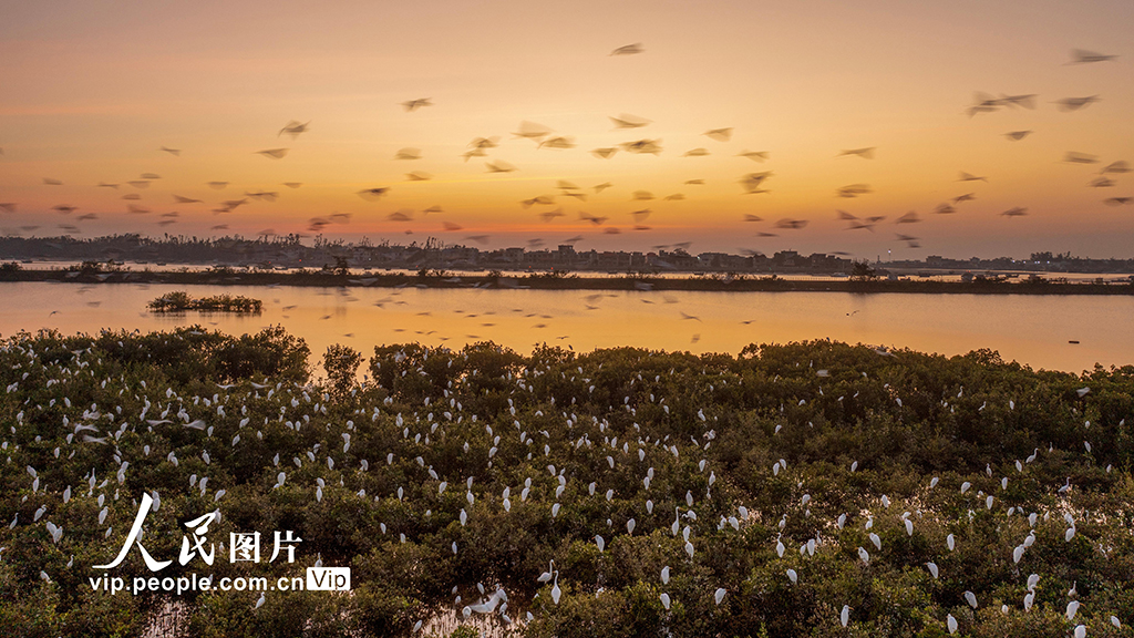 海南?？冢汉Ｄ闲掠t樹林濕地公園越冬候鳥蹁躚起舞【2】