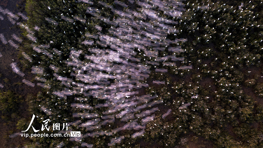 海南?？冢汉Ｄ闲掠t樹林濕地公園越冬候鳥蹁躚起舞【5】