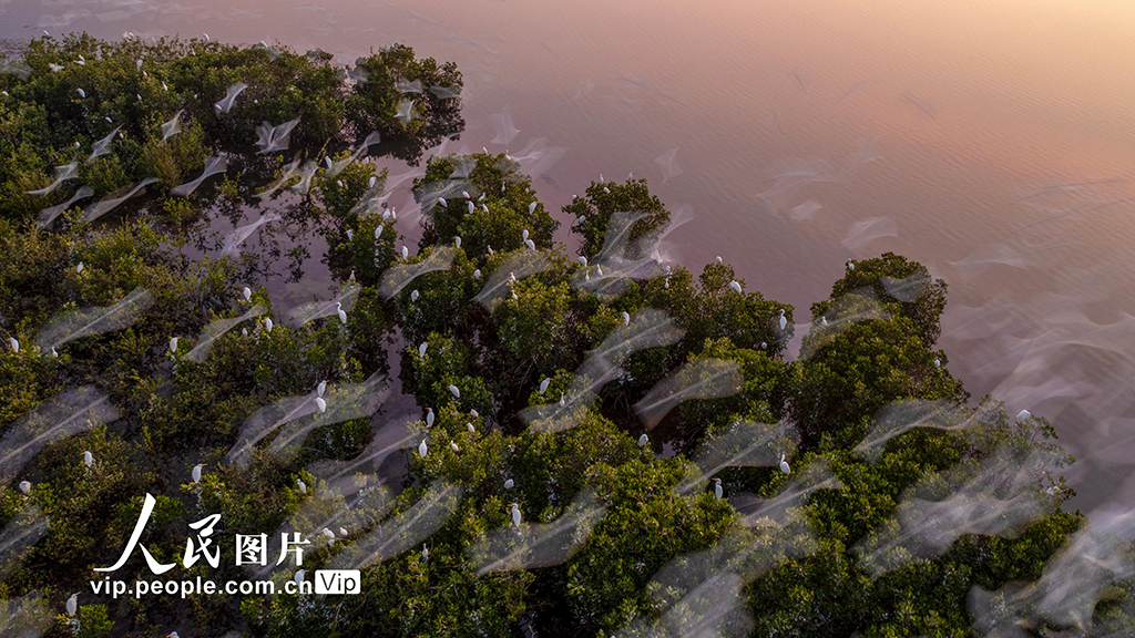 海南?？冢汉Ｄ闲掠t樹林濕地公園越冬候鳥蹁躚起舞【6】