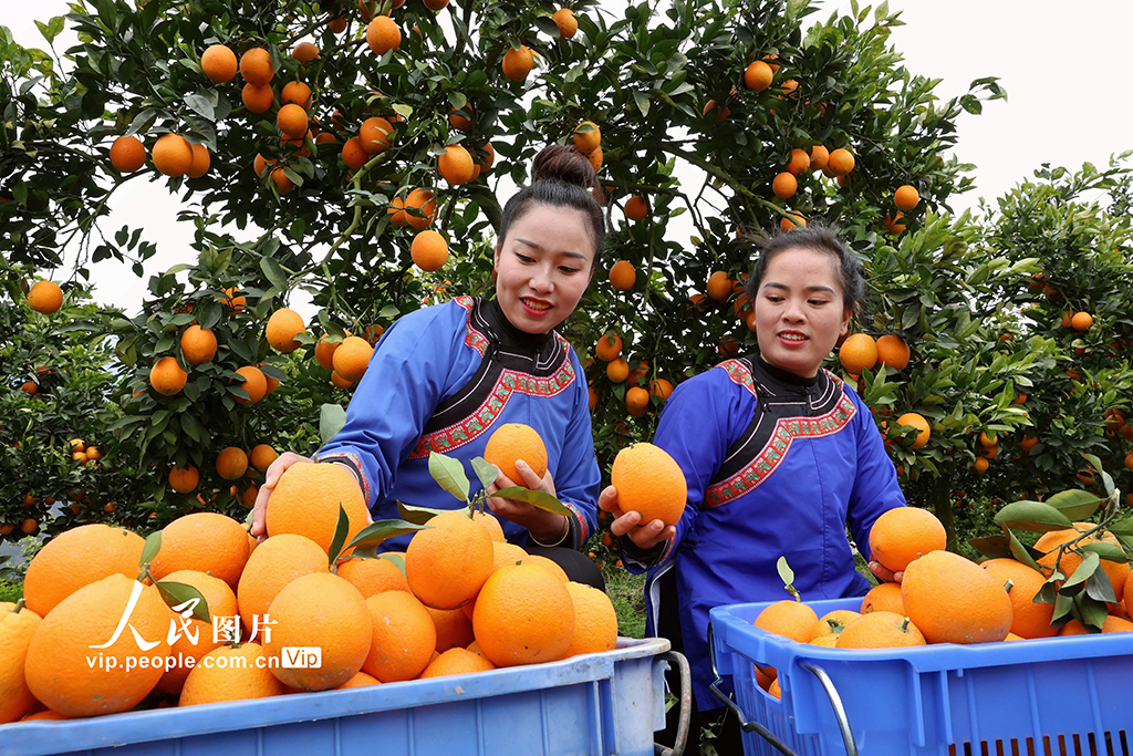 貴州榕江：臍橙豐收