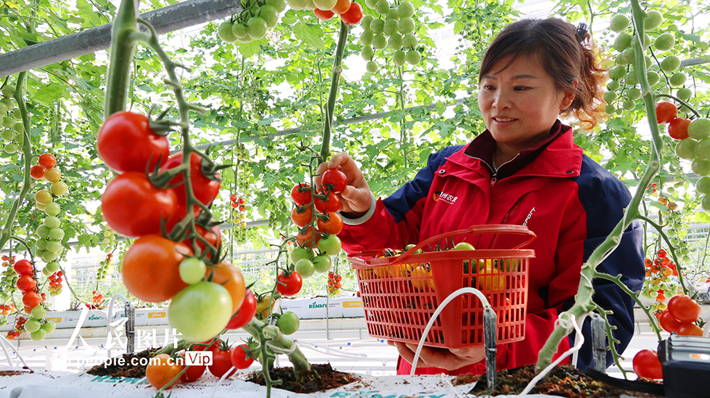 江蘇連云港：加緊采收五彩小番茄 保障節日市場供應【2】