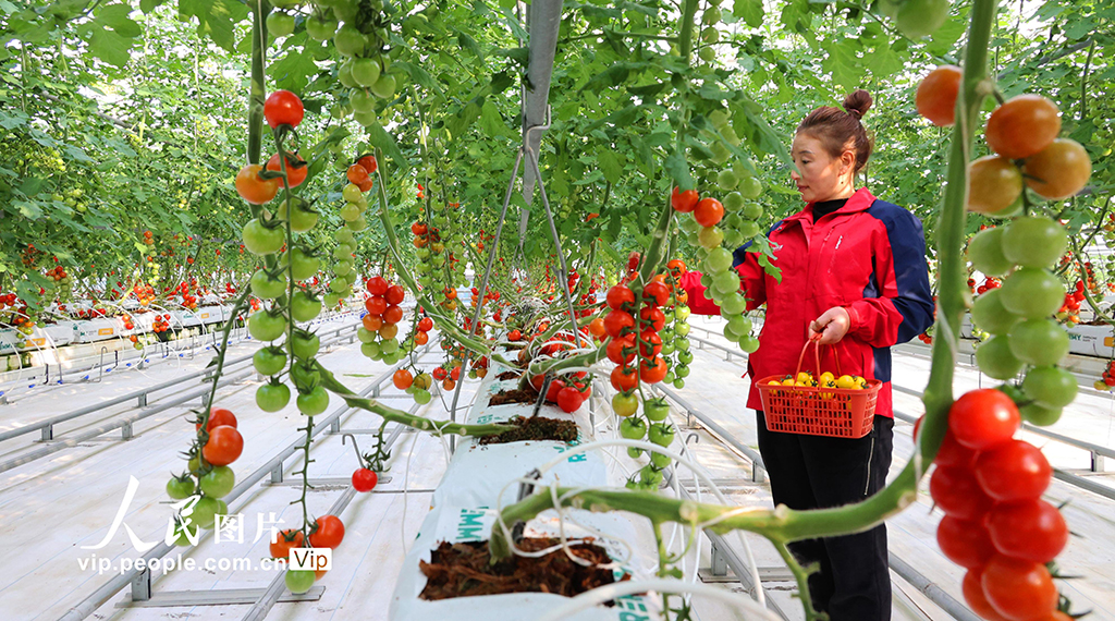 江蘇連云港：加緊采收五彩小番茄 保障節日市場供應【3】