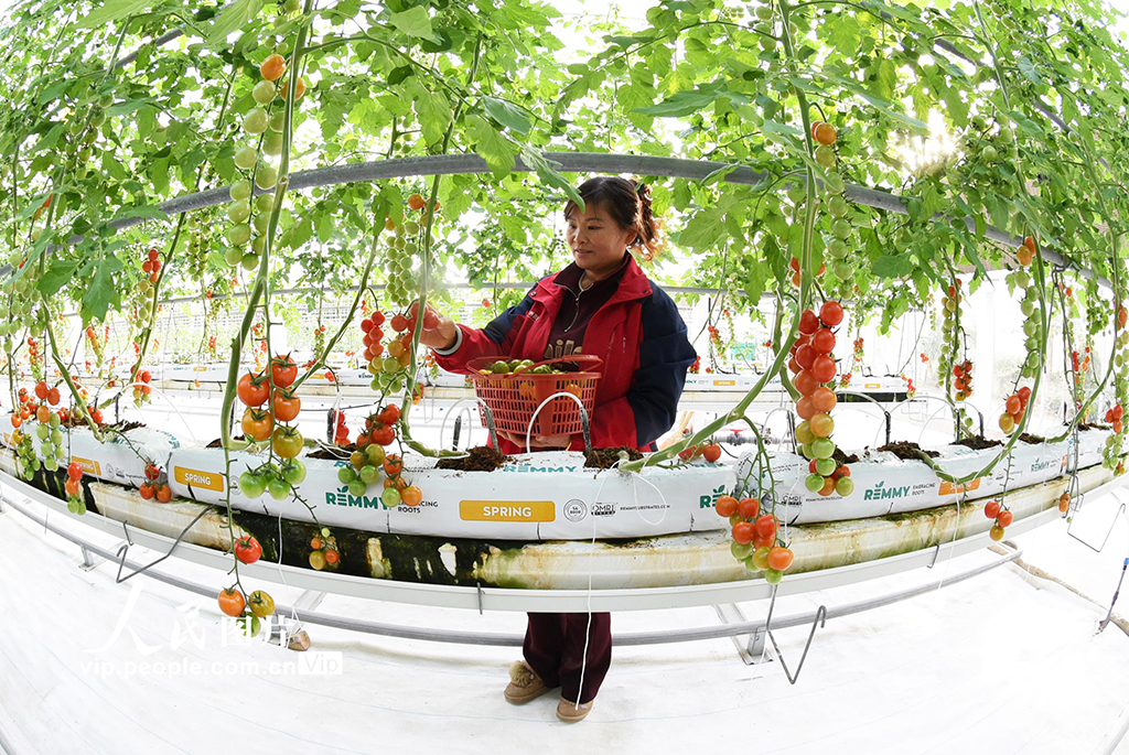 江蘇連云港：加緊采收五彩小番茄 保障節日市場供應【4】