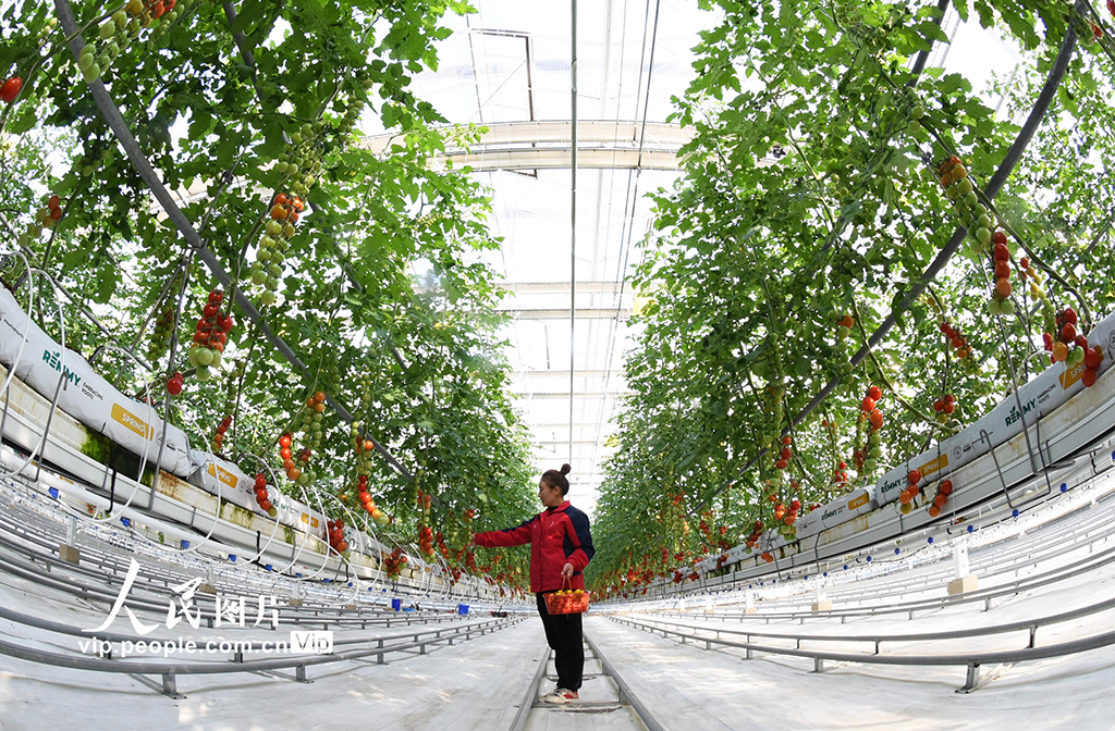 江蘇連云港：加緊采收五彩小番茄 保障節日市場供應【5】