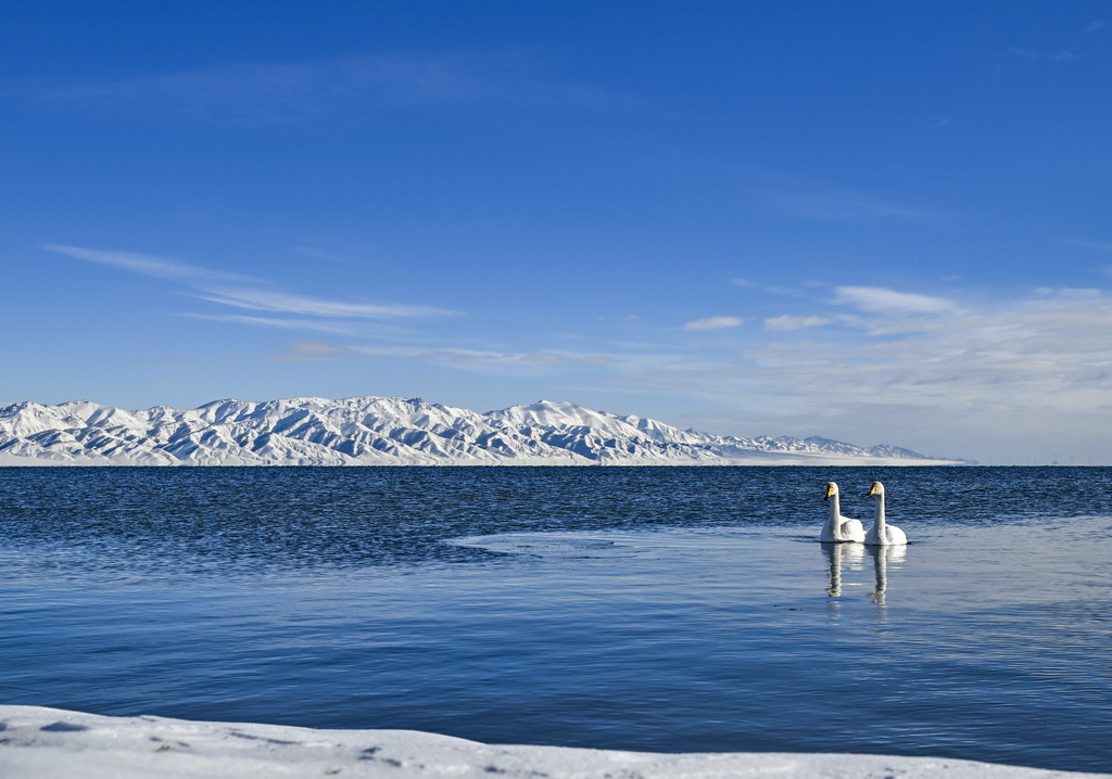 這是12月23日在賽里木湖拍攝的天鵝。新華社記者 陳朔 攝