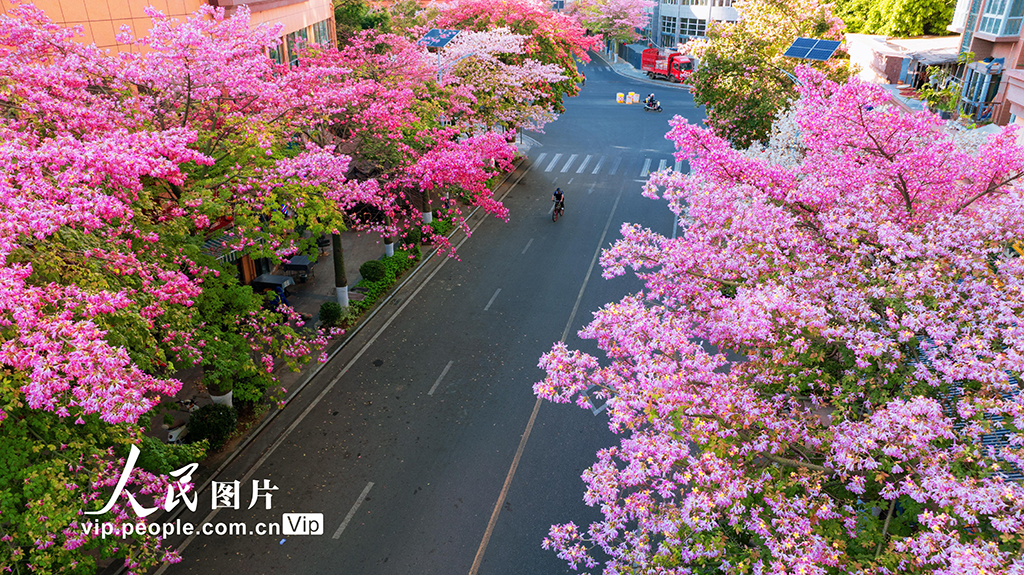 四川攀枝花： 粉色異木棉盛開浪漫滿城