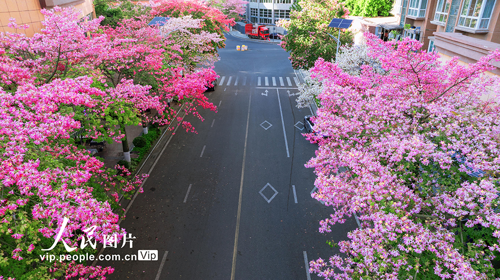 四川攀枝花： 粉色異木棉盛開浪漫滿城【2】