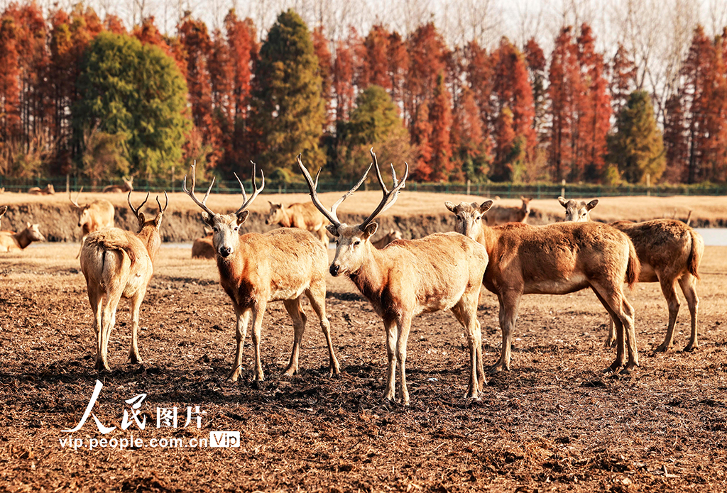 江蘇泰州：麋鹿冬日曬暖陽