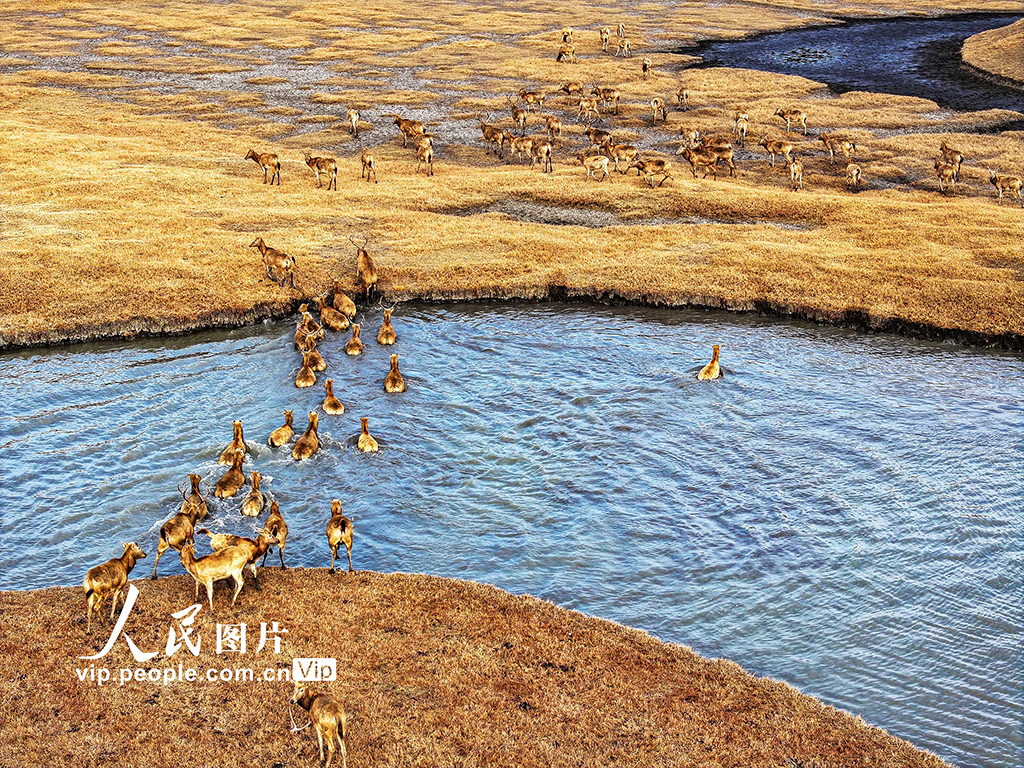 江蘇泰州：麋鹿冬日曬暖陽【4】