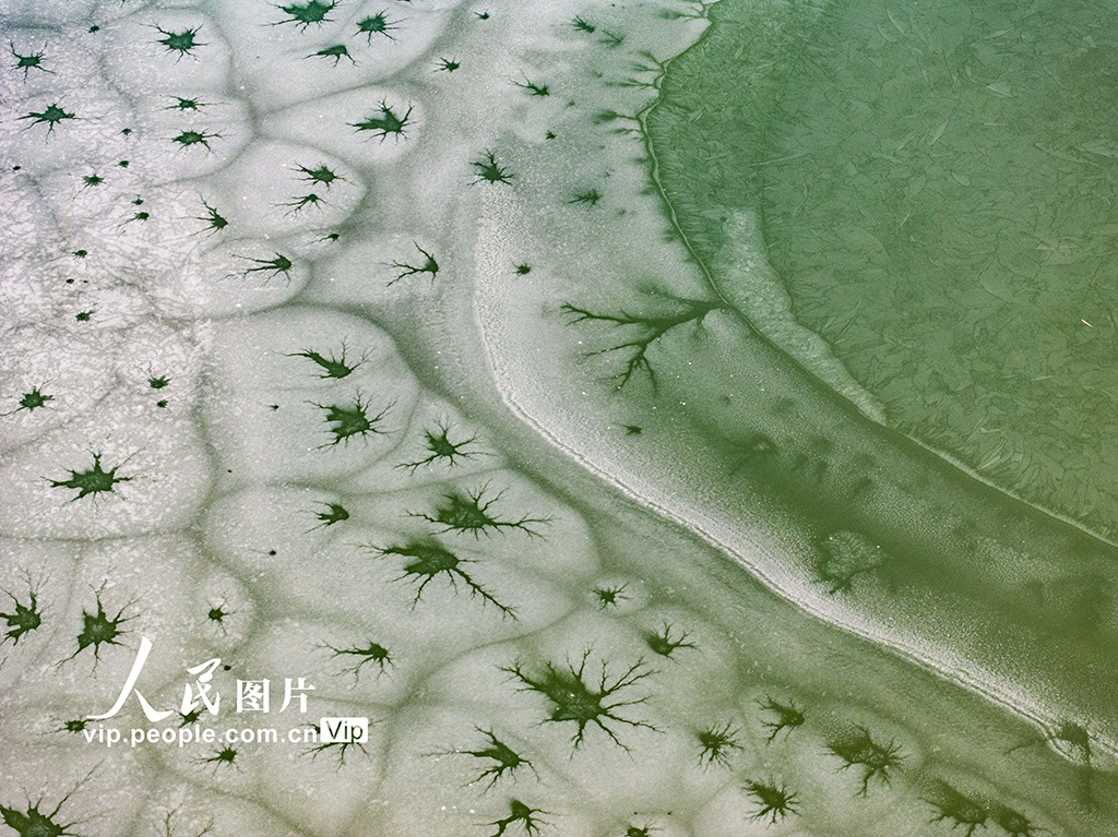 山東東營：黃河口濕地現冰花景觀【2】