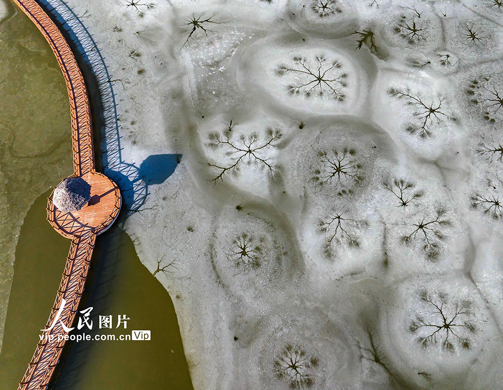 山東東營：黃河口濕地現冰花景觀