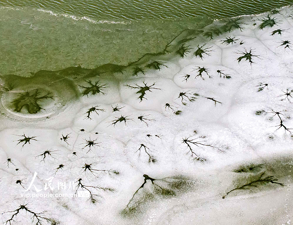 山東東營：黃河口濕地現冰花景觀【5】