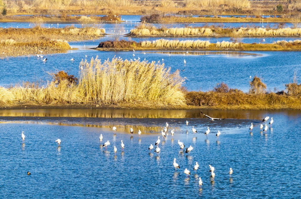 12月30日，一群東方白鸛在江蘇興化里下河國家濕地公園內棲息、覓食（無人機照片）。