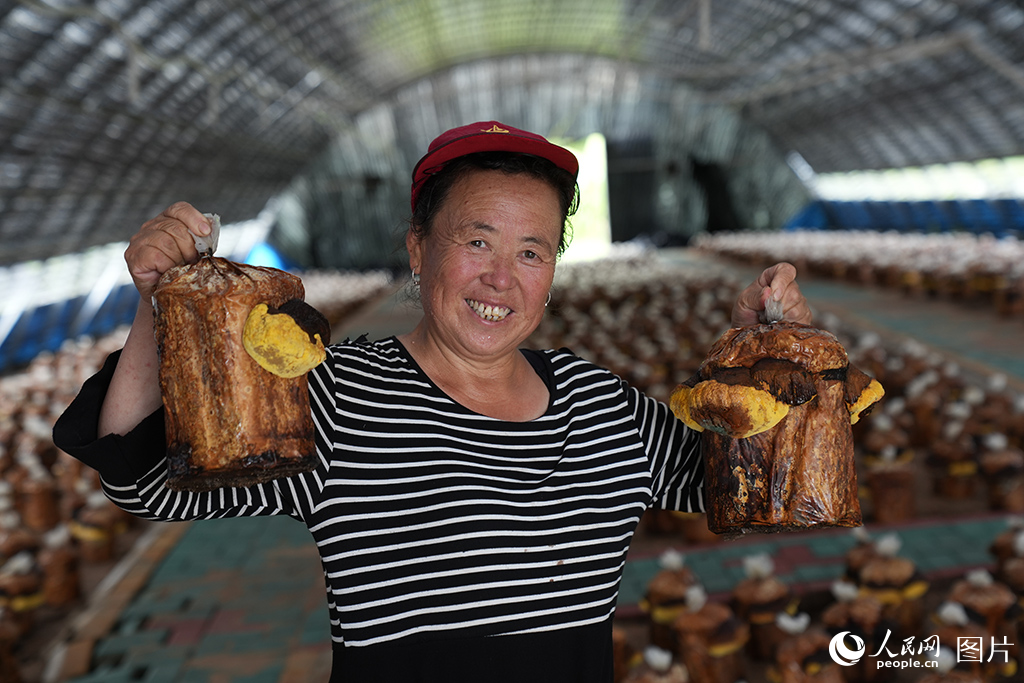2024年7月29日，在吉林省和龍市桑黃小鎮，村民呂文芳開心的向記者展示著他精心種植的桑黃。人民網記者 李洋攝