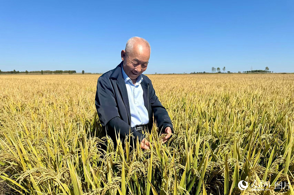 2024年9月22日，正值第七個中國農民豐收節，吉林省白城市鎮賚縣英臺農機農民專業合作社理事長任志國看著顆粒飽滿的稻穗露出喜悅的笑容。曾經的鎮賚縣半數以上耕地為鹽堿地，近年來，吉林省以科技為依托，因地制宜、“一縣一策”，通過“以稻治堿”，糧食產量大大提高，白花花的鹽堿地變身“綠油油”，收獲“金燦燦”。人民網記者 李思玥攝