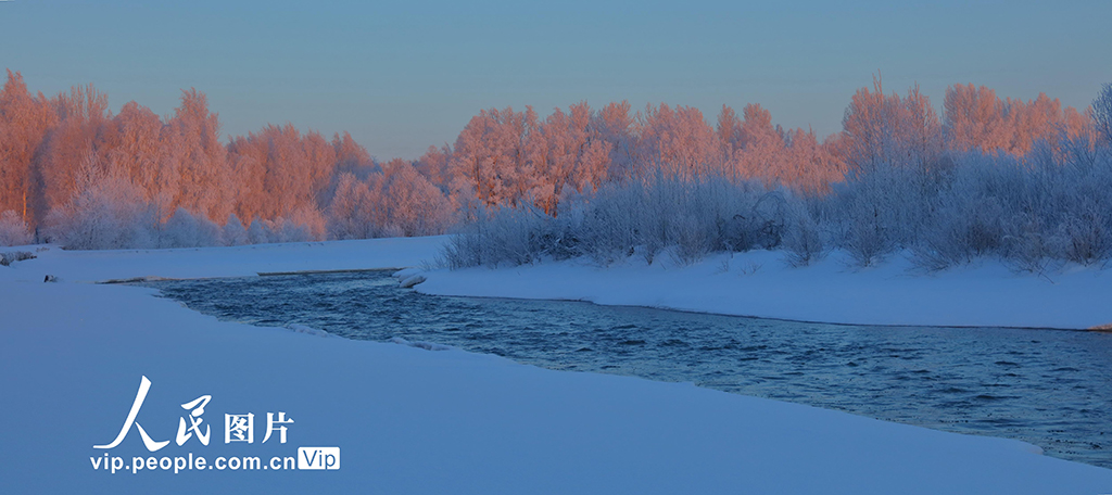 新疆哈巴河：白樺林國家森林公園出現霧凇美景【2】