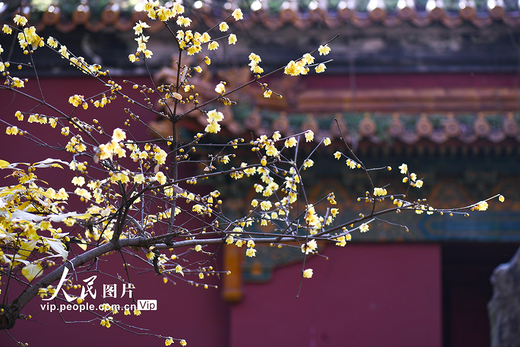 江蘇南京：小寒時節臘梅香