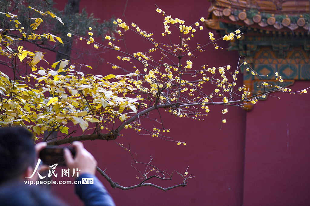 江蘇南京：小寒時節臘梅香【2】