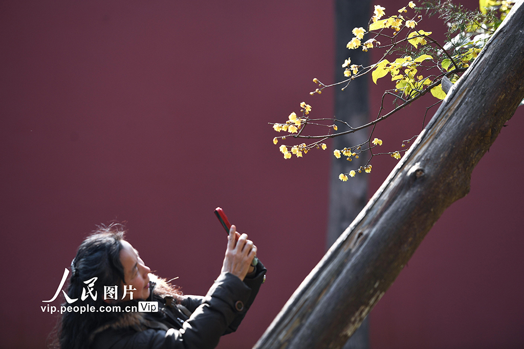 江蘇南京：小寒時節臘梅香【4】
