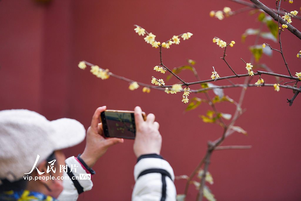 江蘇南京：小寒時節臘梅香【5】