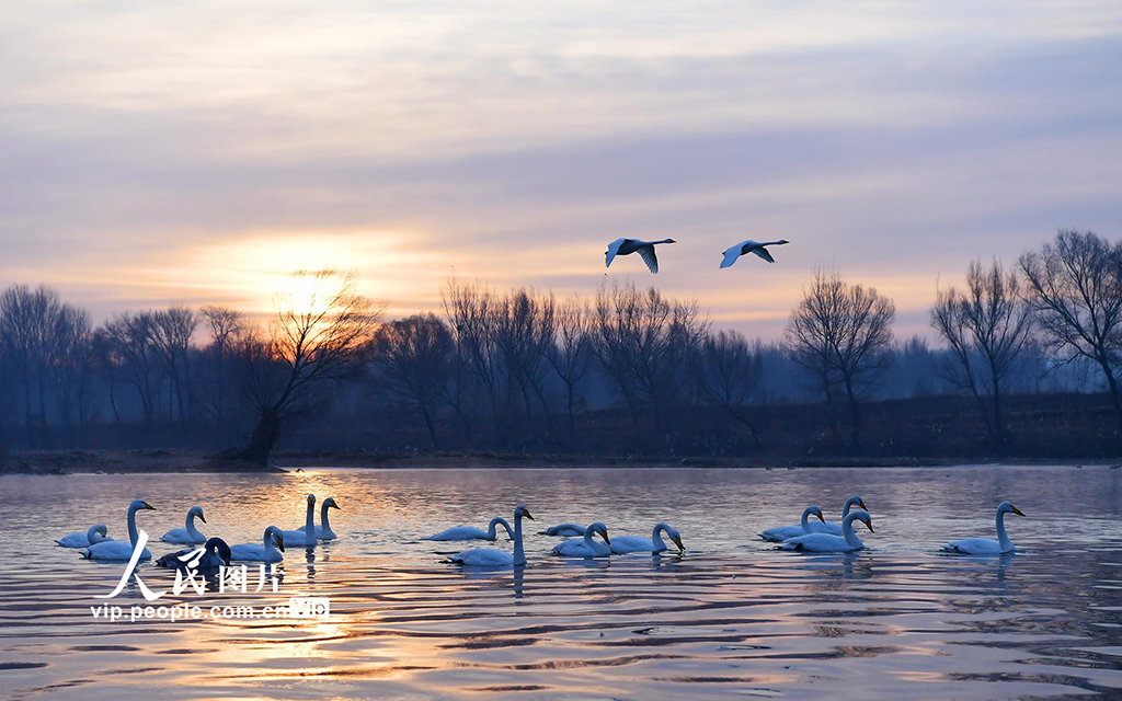 遼寧北票：天鵝灣生態美如畫