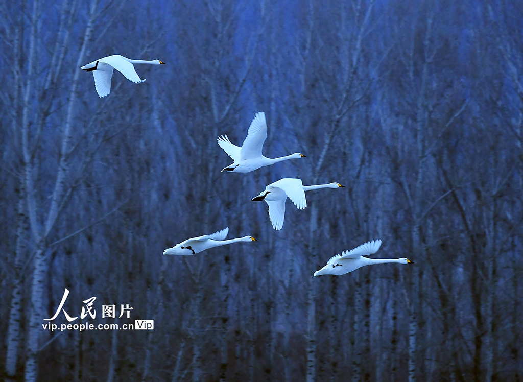 遼寧北票：天鵝灣生態美如畫【2】