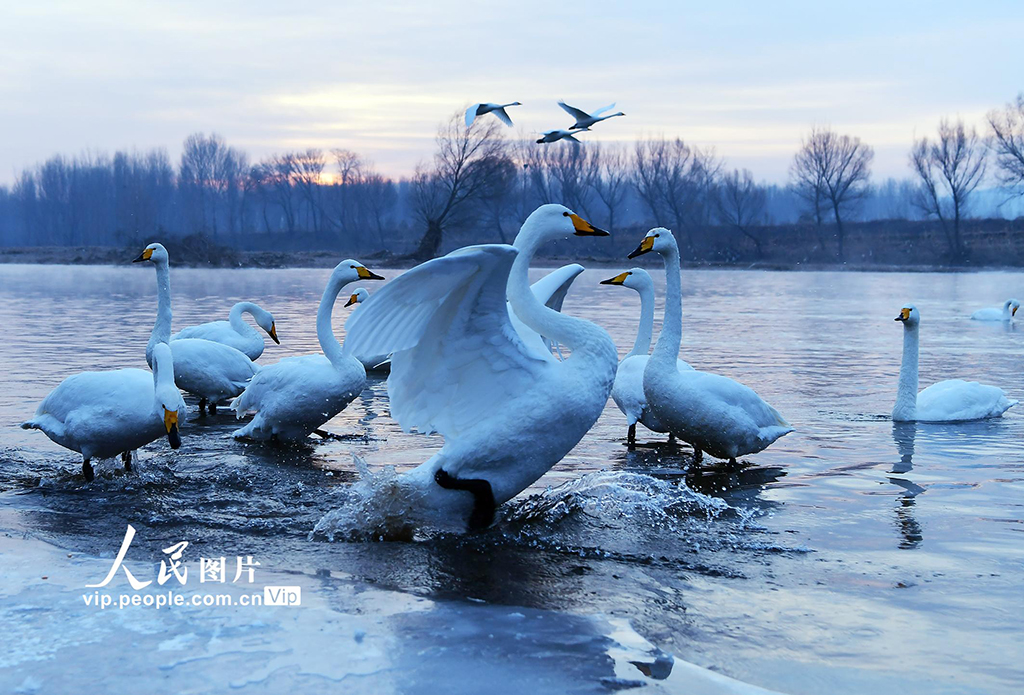 遼寧北票：天鵝灣生態美如畫【3】
