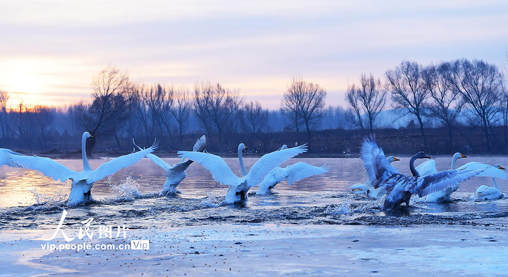 遼寧北票：天鵝灣生態美如畫【5】
