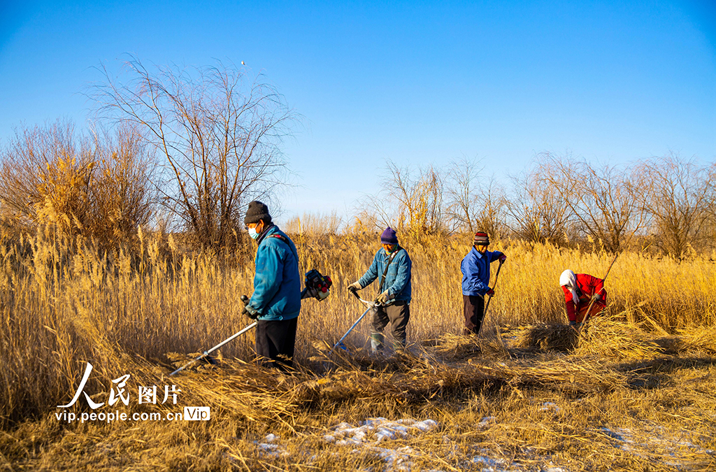 甘肅張掖：蘆葦收割忙