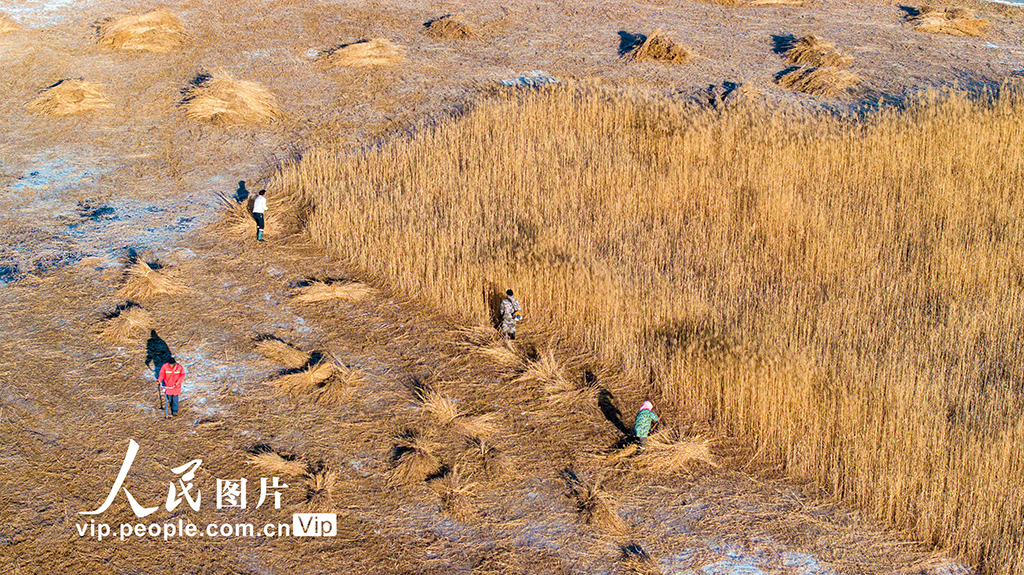 甘肅張掖：蘆葦收割忙【2】