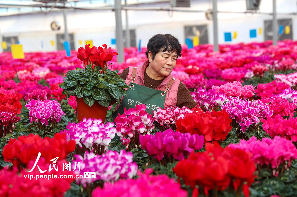 山東即墨：“花卉經濟”產銷兩旺【2】