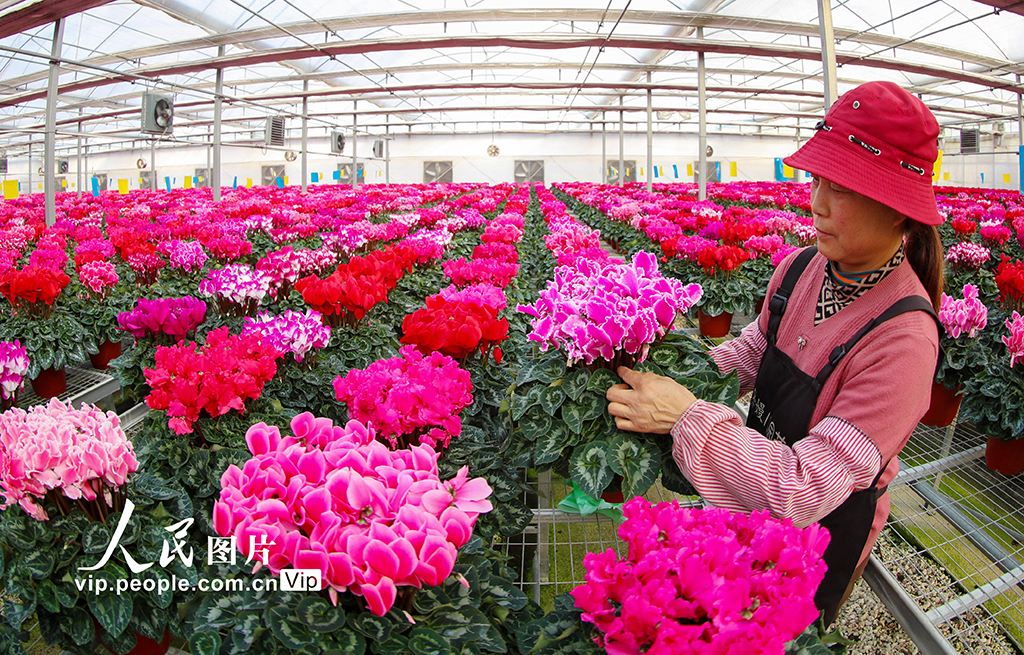 山東即墨：“花卉經濟”產銷兩旺【3】