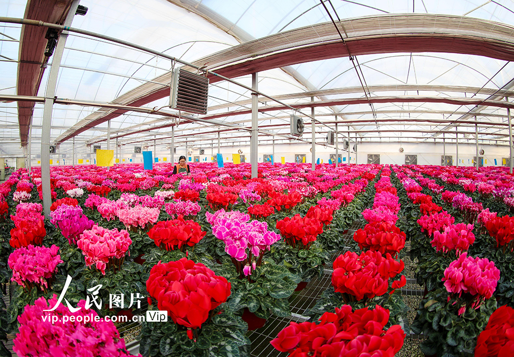 山東即墨：“花卉經濟”產銷兩旺【4】