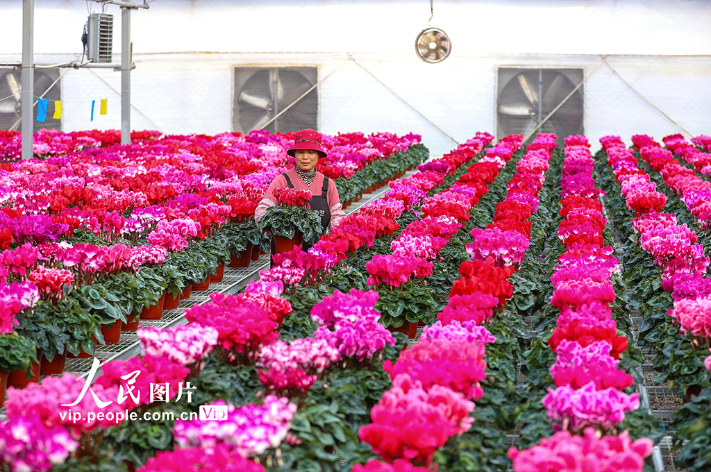 山東即墨：“花卉經濟”產銷兩旺【5】