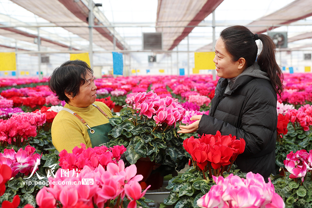 山東即墨：“花卉經濟”產銷兩旺【6】