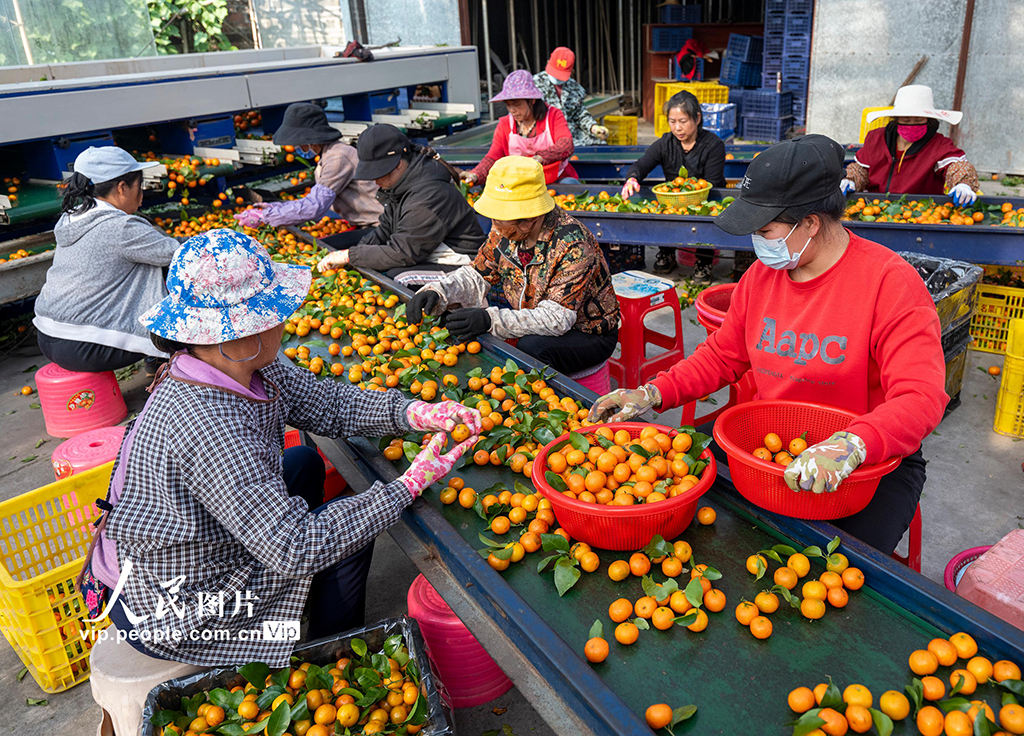 廣西梧州：砂糖橘豐收 