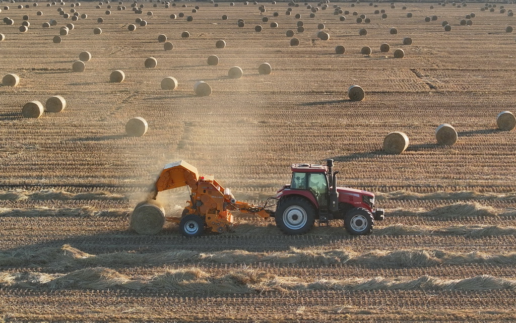 1月7日，在唐山市曹妃甸區第八農場田間，農機手駕駛農機將稻草回收打捆（無人機照片）。