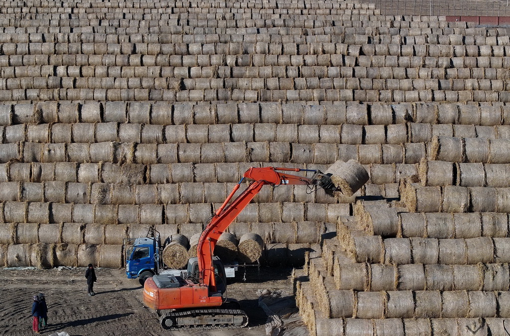 1月7日，唐山市曹妃甸區第八農場稻草回收企業的工人將打好捆的稻草碼垛（無人機照片）。