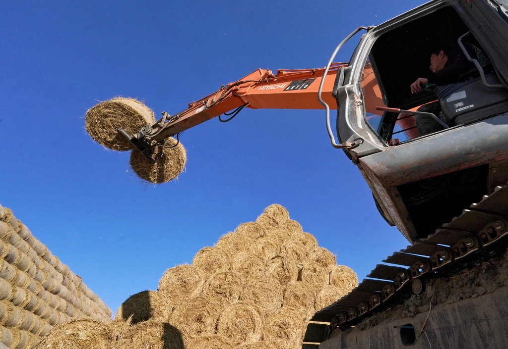 1月7日，唐山市曹妃甸區第八農場稻草回收企業的工人將打好捆的稻草碼垛。