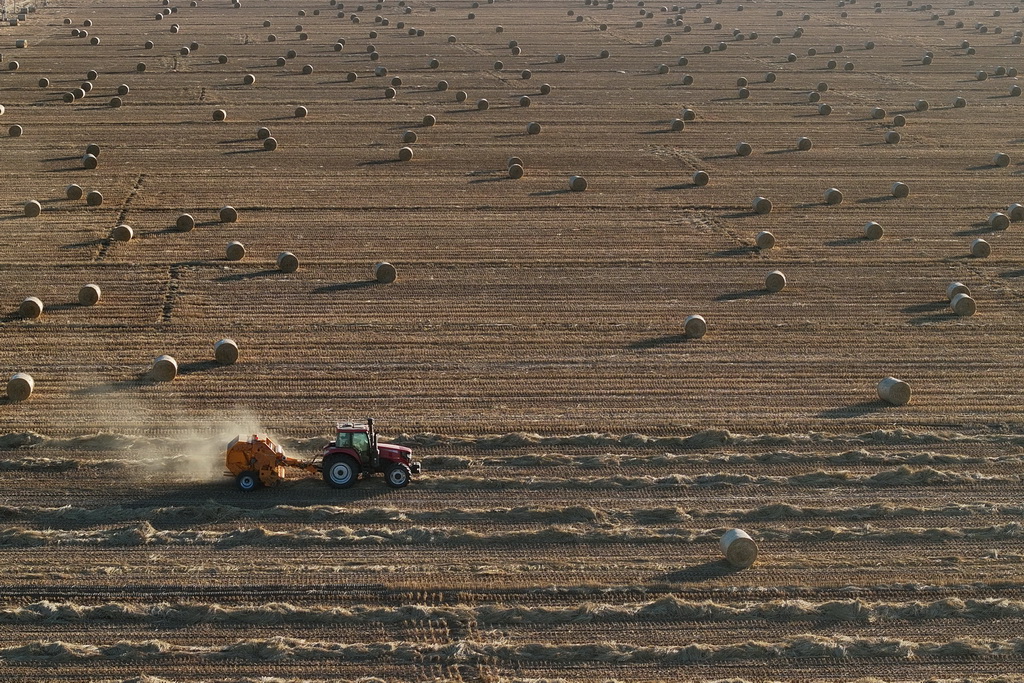 1月7日，在唐山市曹妃甸區第八農場田間，農機手駕駛農機將稻草回收打捆（無人機照片）。
