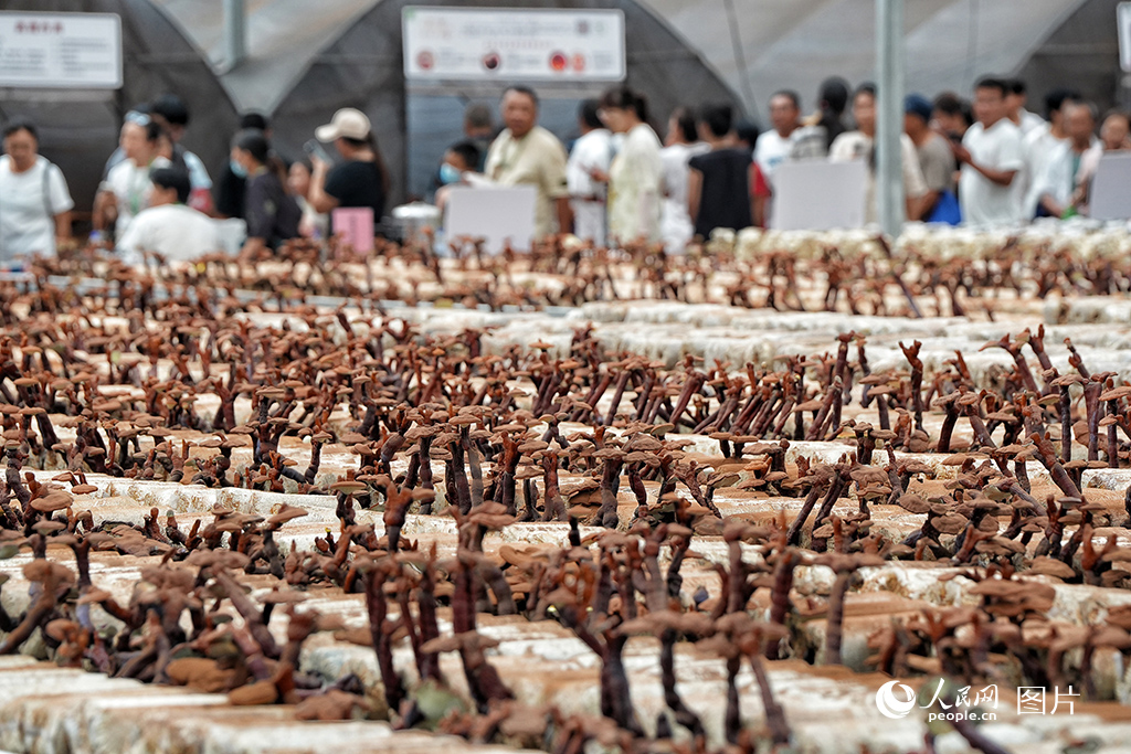 2024年8月17日，第二十三屆中國長春國際農業·食品博覽（交易）會開幕。該博覽會集中展示了我國現代農業發展的新產品、新技術、新設備、新成果，展會期間共累計簽約額達140億元。圖為博覽會現代菌物示范區。人民網記者 李洋攝