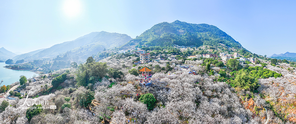 廣東廣州：梅花綻放迎客來【4】