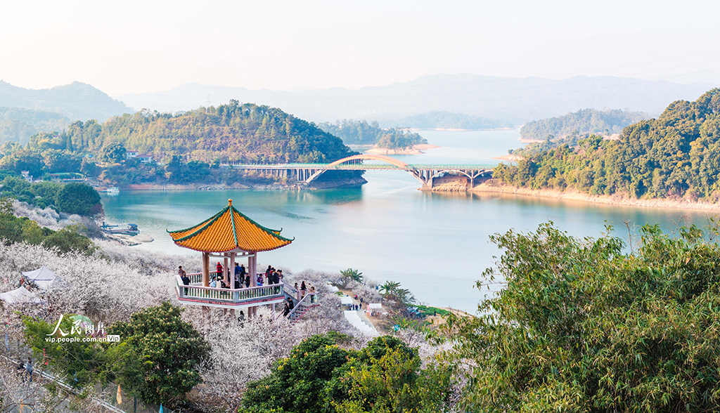 廣東廣州：梅花綻放迎客來【5】