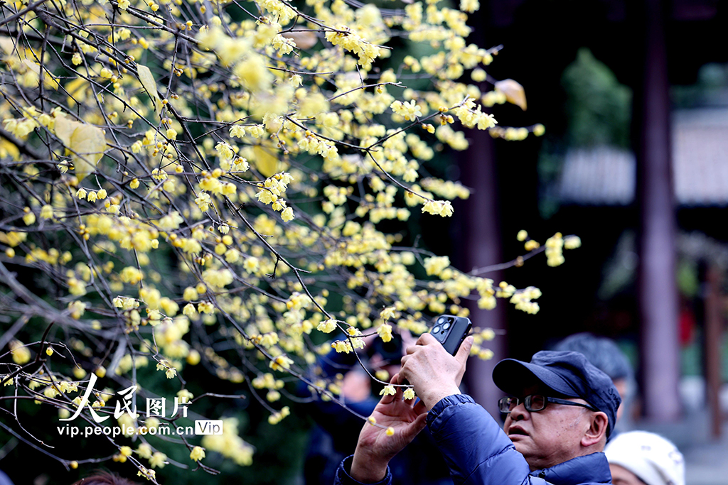 浙江杭州：錢王祠蠟梅綻放