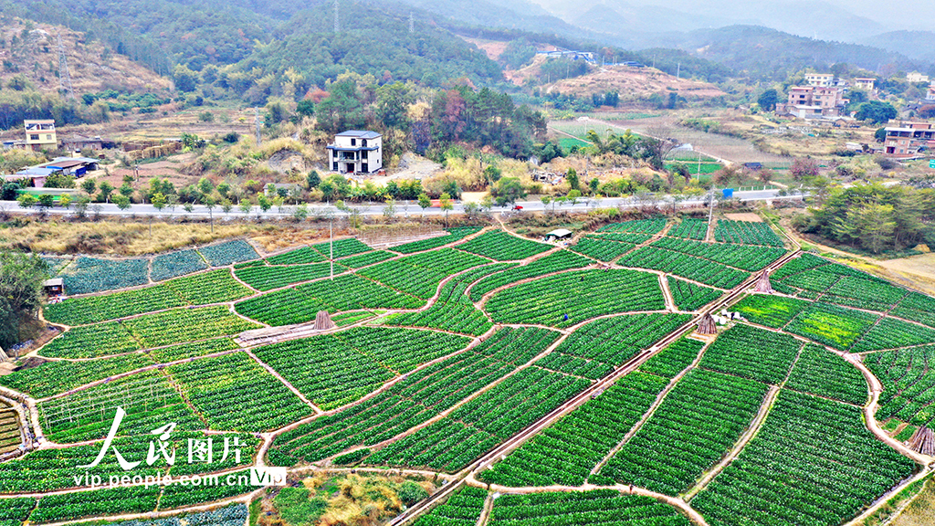 廣西蒼梧：時令蔬菜直銷粵港澳大灣區【5】