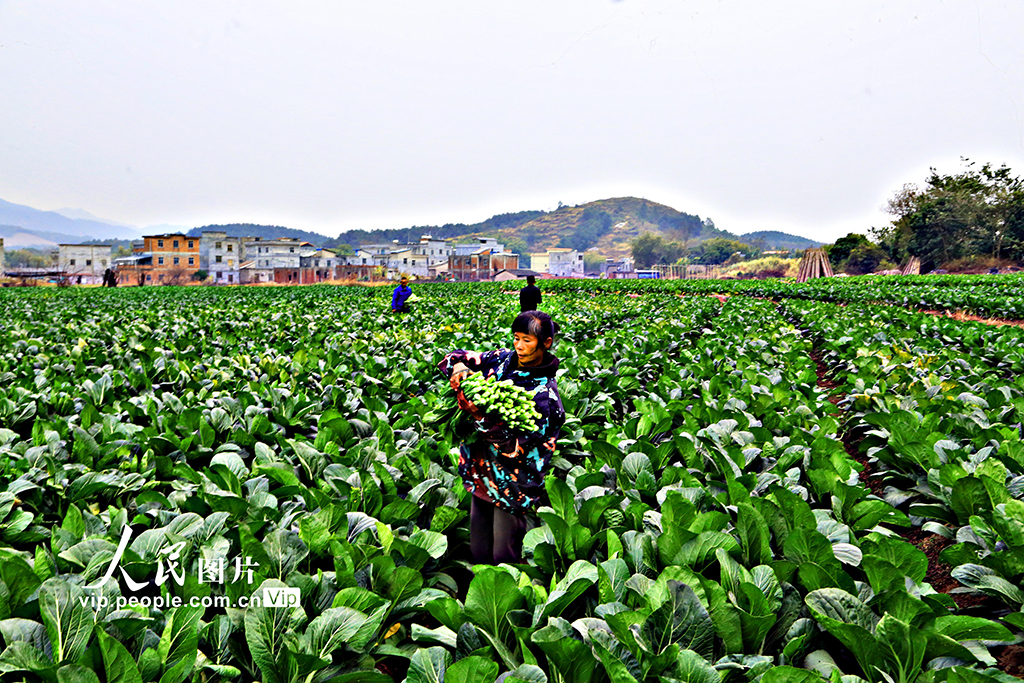 廣西蒼梧：時令蔬菜直銷粵港澳大灣區