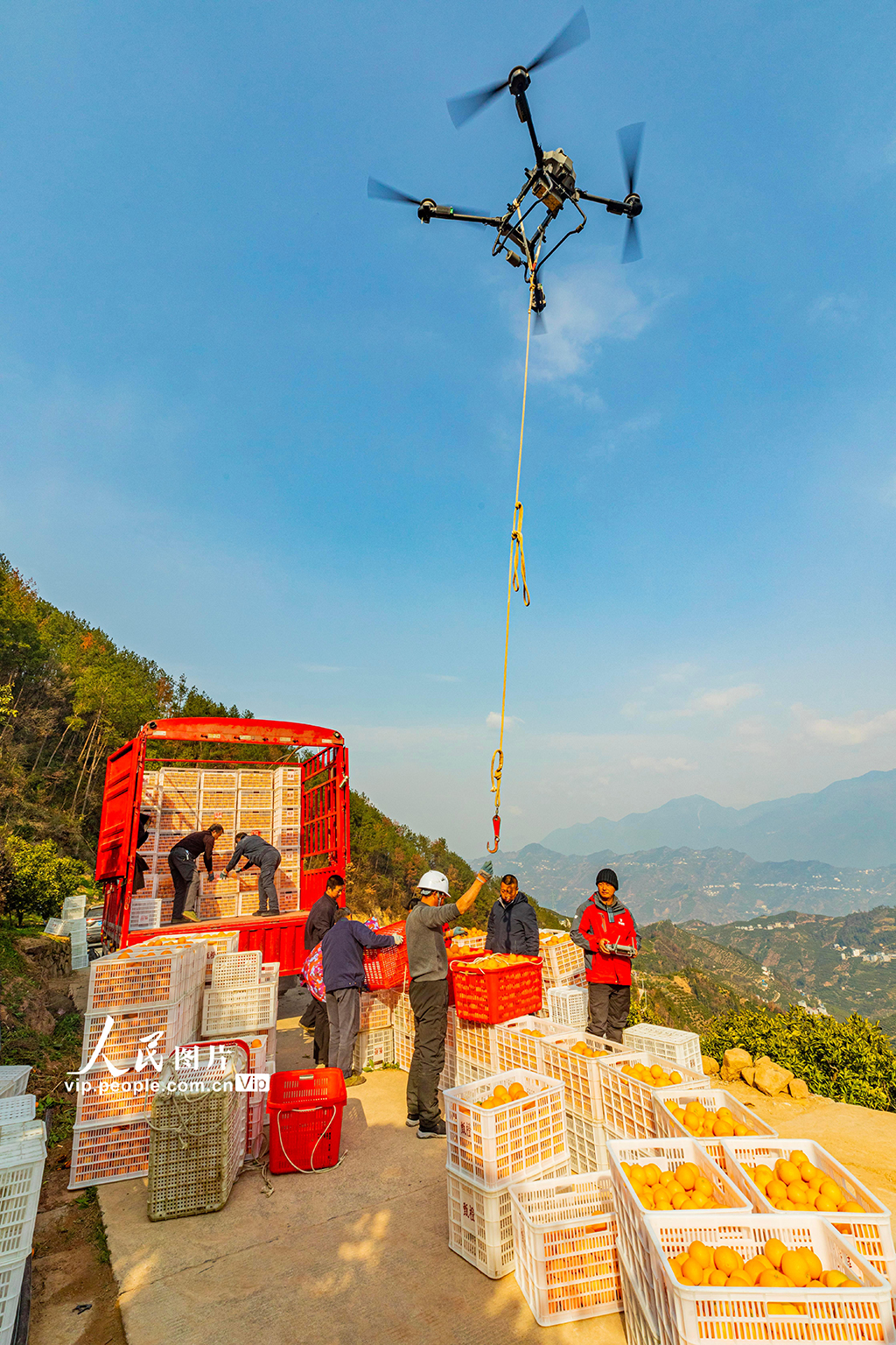 湖北秭歸：臍橙豐收【4】