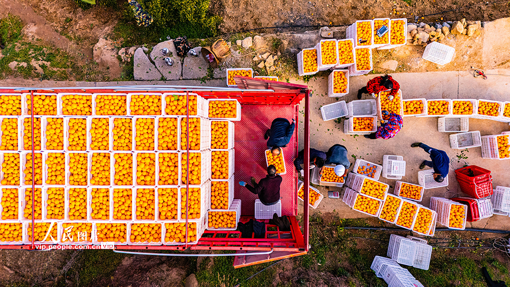 湖北秭歸：臍橙豐收【5】