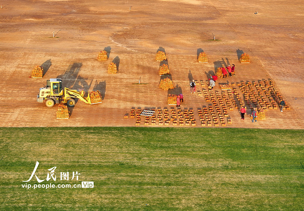 江西豐城：岸線修復 綠草生“金”【6】